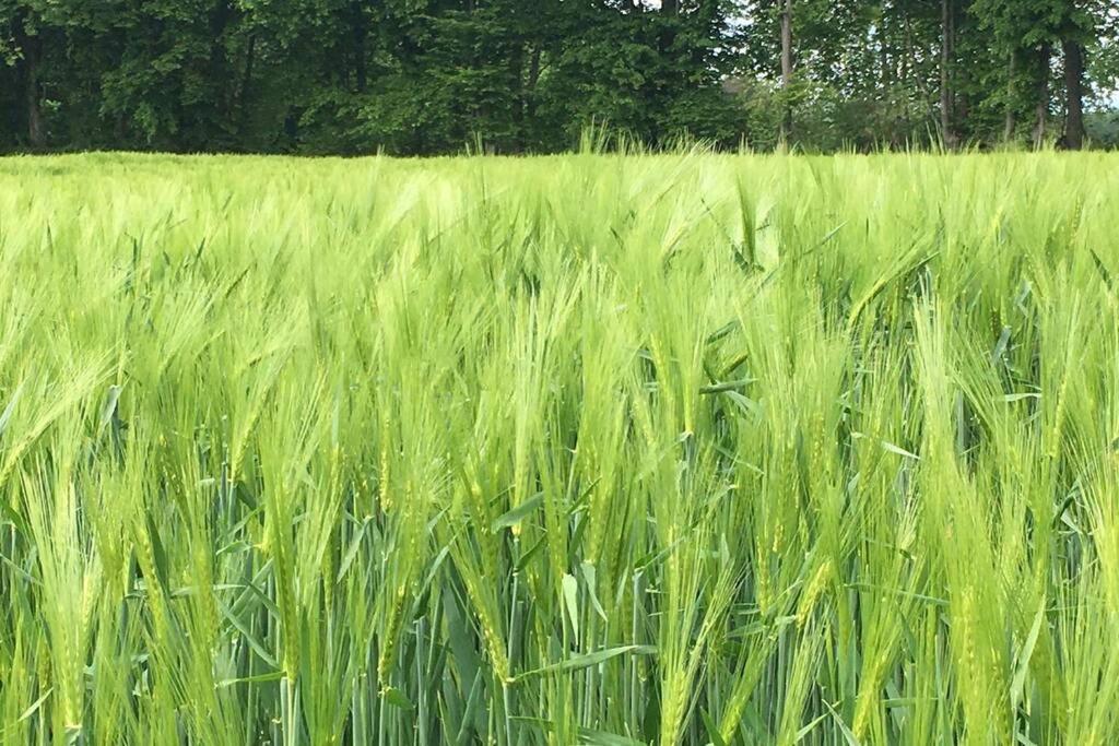 Havre De Paix Dans Le Jura Alsacien Avec Piscine Privee Externe De Mai A Septembre Βίλα Bendorf Εξωτερικό φωτογραφία